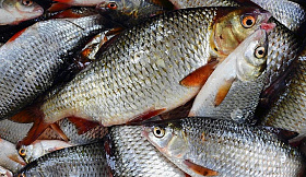 Важность комплексных кормов в производстве рыбы